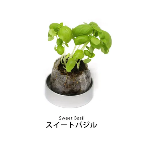 プチギフトハーブ缶 ミニ缶入り栽培キット(メッセージ)