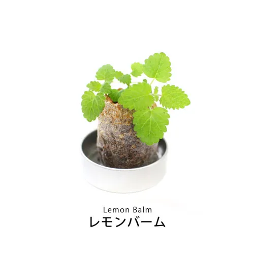 プチギフトハーブ缶 ミニ缶入り栽培キット(メッセージ)