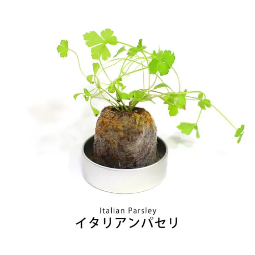 プチギフトハーブ缶 ミニ缶入り栽培キット(メッセージ)