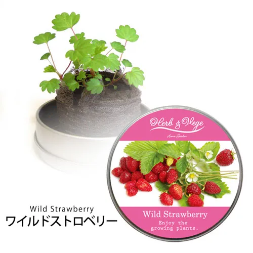 ハーブ＆ベジ ミニ ミニ缶入り栽培キット(オリジナルシール)