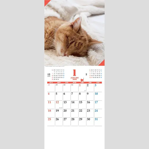 キャッツマンスリー　JT4