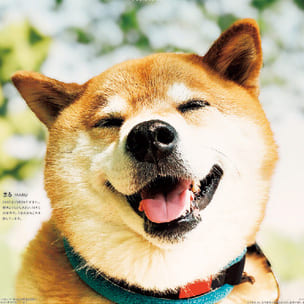 動物・ペット